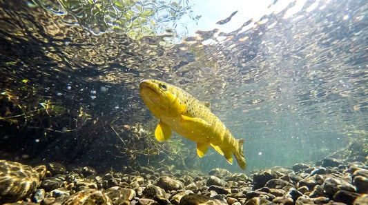 Underwater shot of Apache trout swimming in clear river.