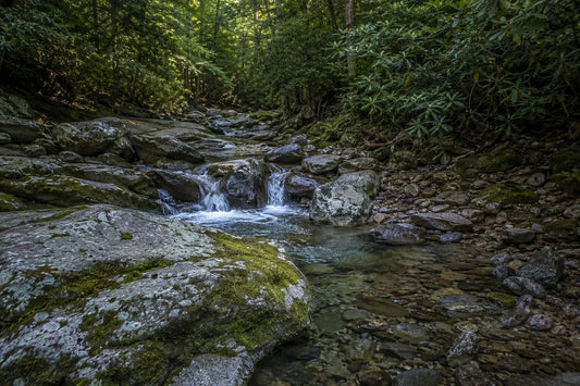 Small high-elevation wild trout stream in Western North Carolina running cold and clear through a rhododendron gorge during summer low water