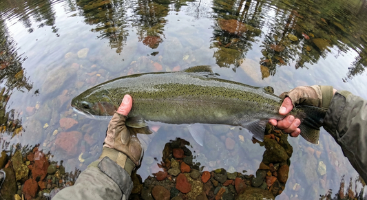 POV of an angler holding a large wild steelhead trout in clear river water for a quick release, illustrating the cold water fly fishing obsession described in Reelly.