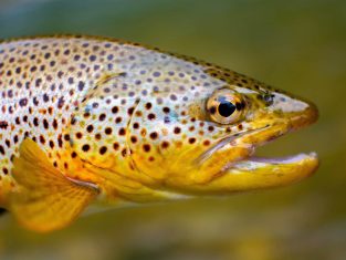 brown trout side profile