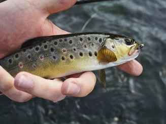 brown trout with midge in his mouth