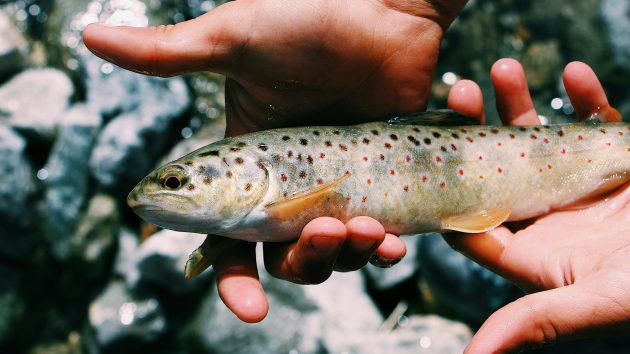 person holding a brown trout