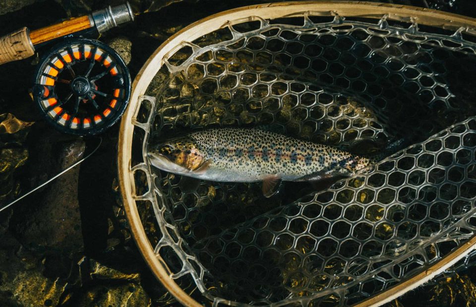 rainbow trout in net with reel